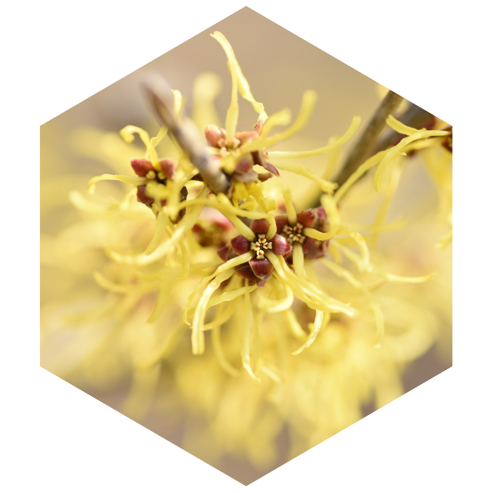 Close-up of a yellow flowering plant with a hexagonal filter effect.
